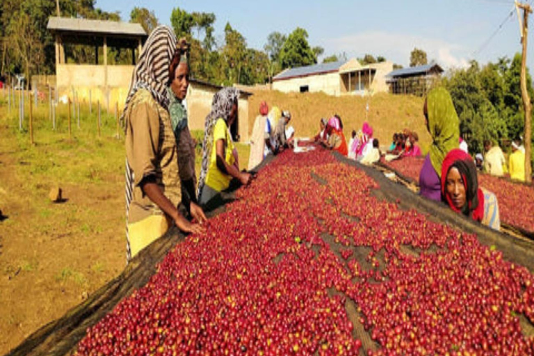 3-Day Coffee Farm & Local Culture Experience in Yirgalem