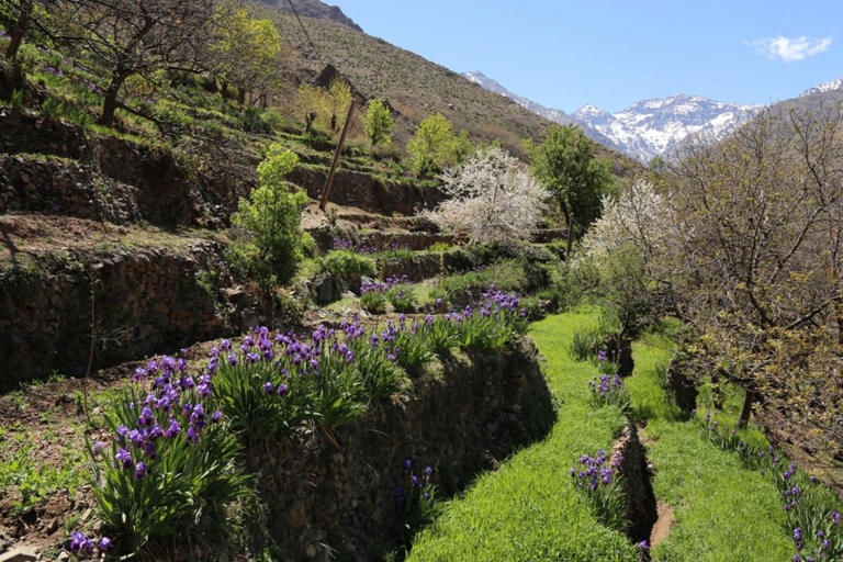 Ourika Valley i Atlas Mountains: Day Tour z Marrakeszu