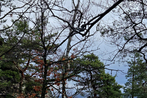 From Dresden: Table mountains Lilienstein & Königstein tour