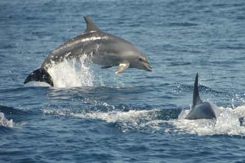 Albufeira: Halvdags hule- og delfinsafari på Algarve-kysten