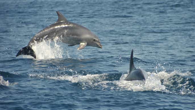 albufeira halfday caves and dolphin watching cruise
