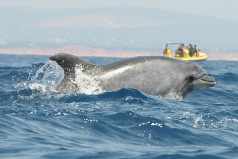Algarven-Küste: Delfin-Beobachtung & Höhlentour