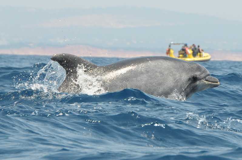 Wybrzeże Algarve: obserwacja delfinów i wycieczka do jaskini