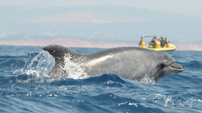 2timers delfinsafari og grottetur algarvekysten