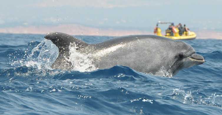 Algarve Coast: Dolphin Watching & Cave Tour