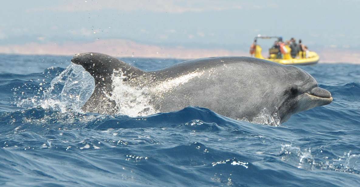 Côte de l'Algarve : grottes et observation de dauphins