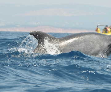 Algarve Coast: Dolphin Watching & Cave Tour