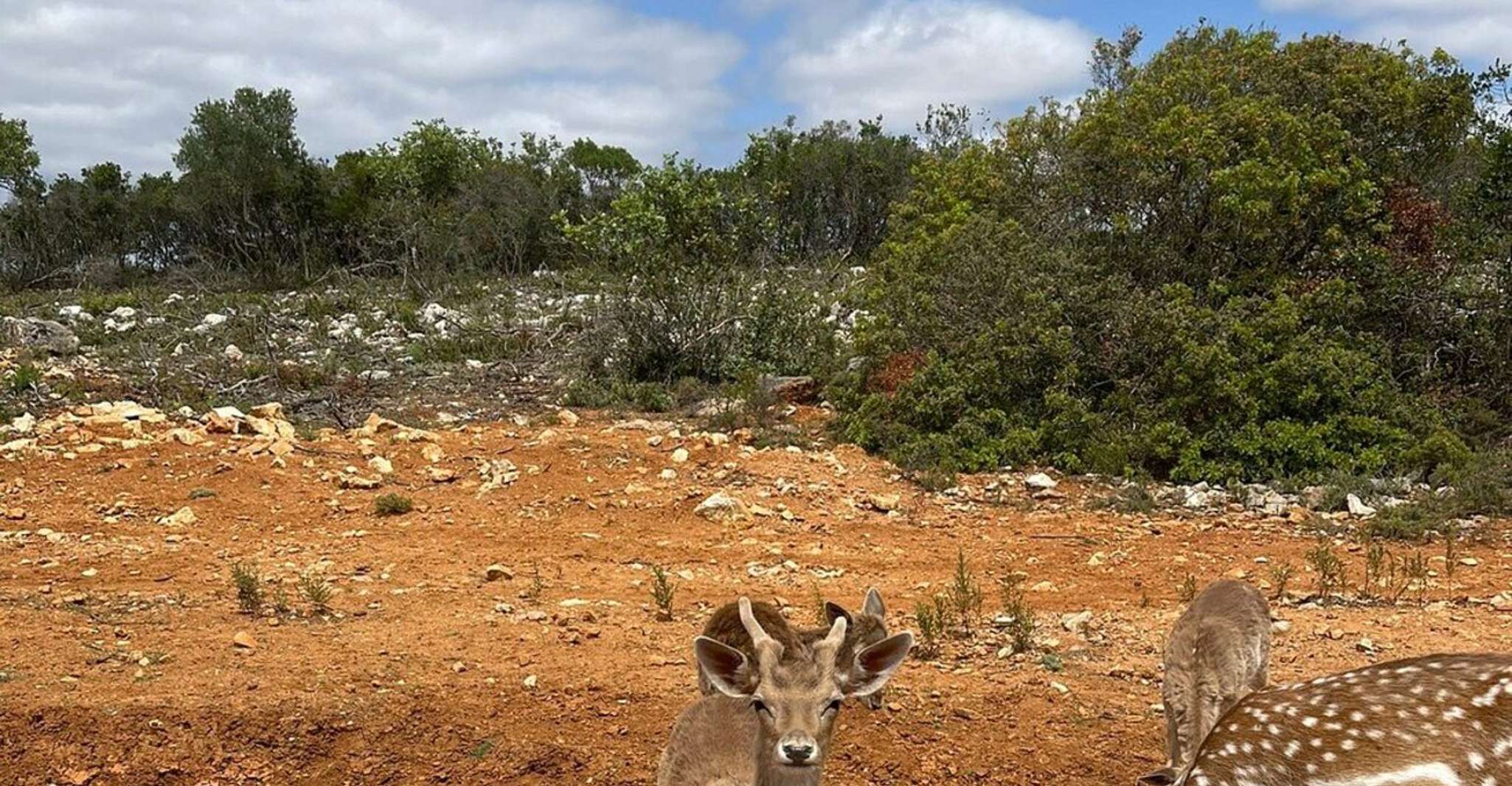 From Albufeira, Nature & Animals Jeep Tour with Krazy World - Housity