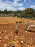 Da Albufeira, Nature & Animals Jeep Tour con Krazy World - Housity