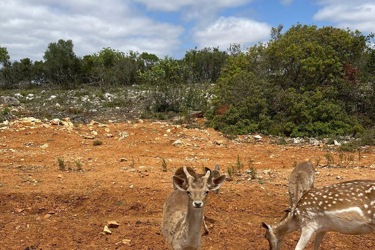 Albufeira Safari Tour with entrance in Krazy WorldAlbufeira Crazy Safari with Exotic Animals and Castle Tour