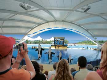 Ab Maspalomas: Tagestour Teneriffa und Zoo Loro Parque Ab Maspalomas: Tagestour Teneriffa und Zoo Loro Parque