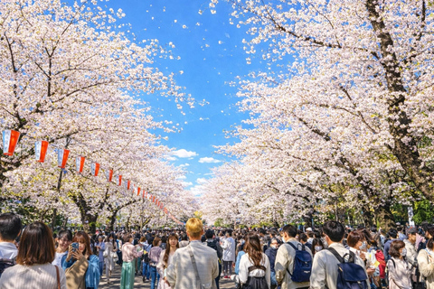 Tokyo Cherry Blossom Day Tour: Asakusa,Chidorigafuchi & Ueno 【Standard】English Guided Sightseeing Tour
