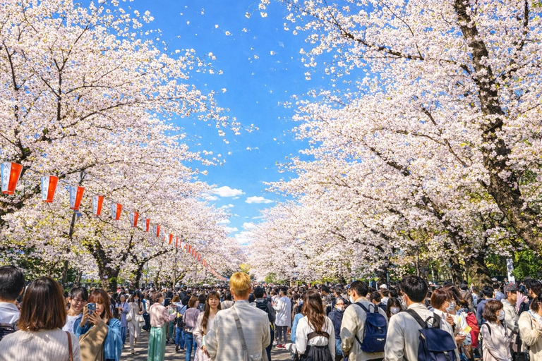 Tokyo Cherry Blossom Day Tour: Asakusa,Chidorigafuchi & Ueno 【Standard】English Guided Sightseeing Tour