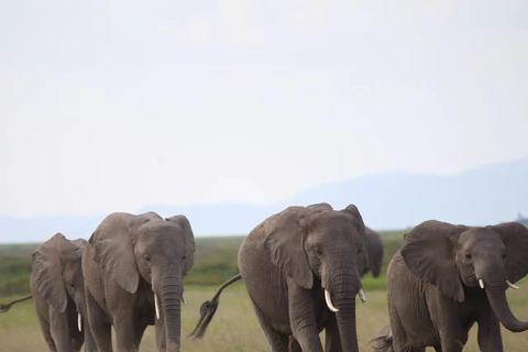 Från Nairobi: 3-dagars safari i nationalparken Amboseli