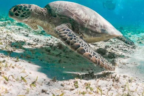 Gili Islands: Snorkeling Tour with Turtles and Statues
