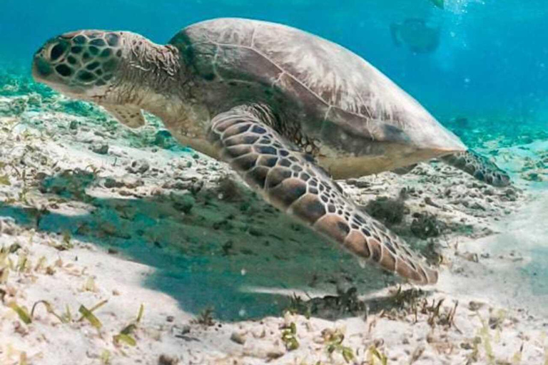 Gili Islands: Snorkeling Tour with Turtles and Statues