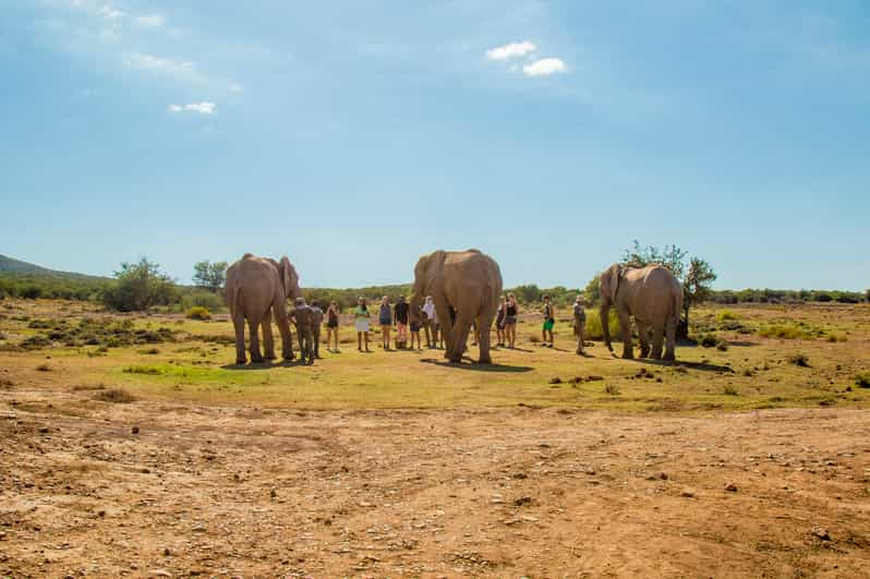 safari outdoor stellenbosch hours