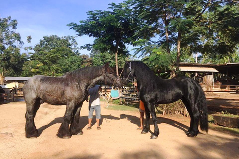 Khao Yai Vineyard Tasting Tour & Horse Farm Visit