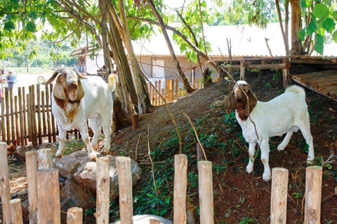 Khao Yai Vineyard Tasting Tour & Horse Farm Visit Private Khao Yai Vineyard Tasting Tour & Horse Farm Visit