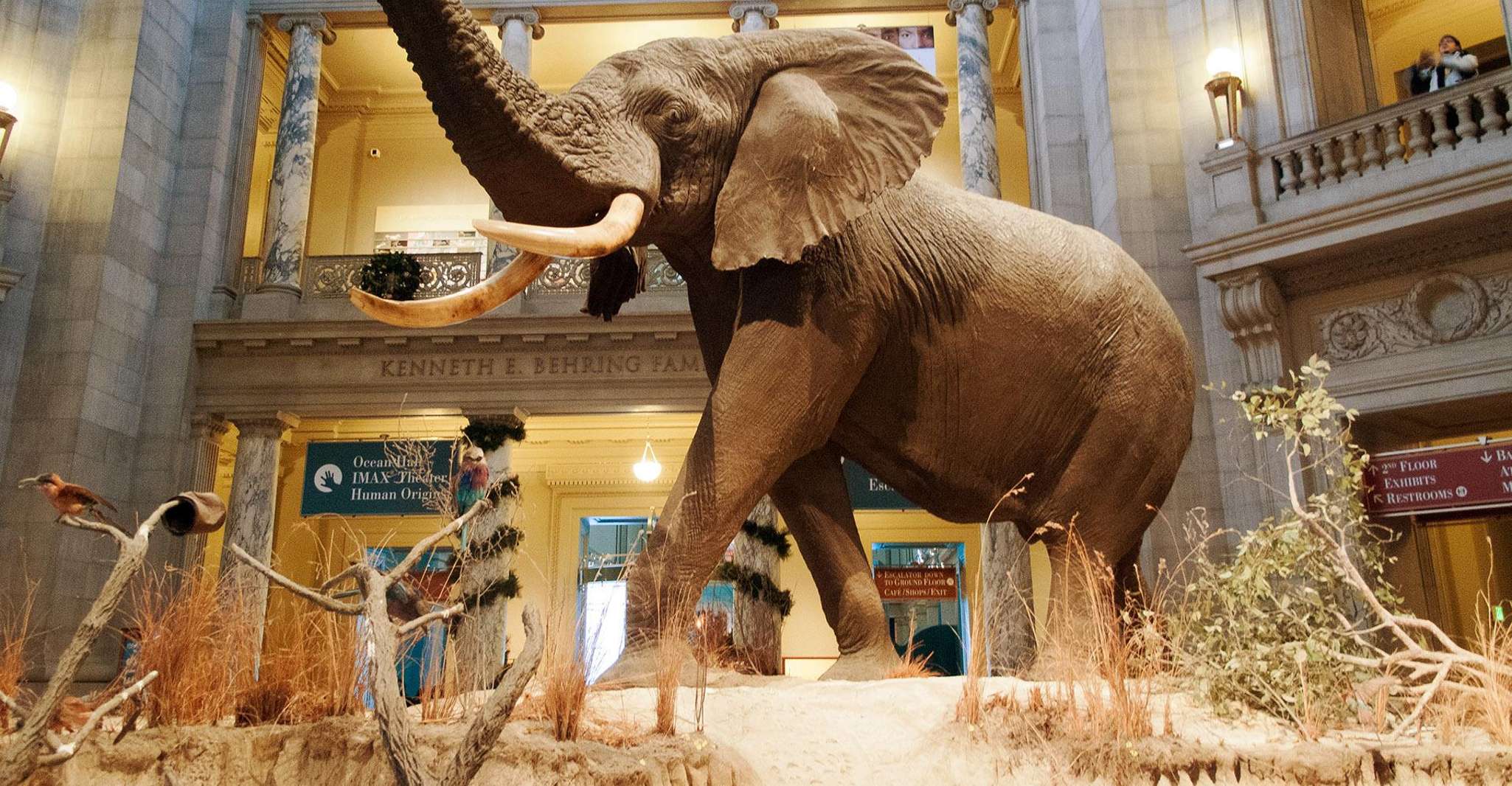 Natural History Museum & American History Museum - Hizvo