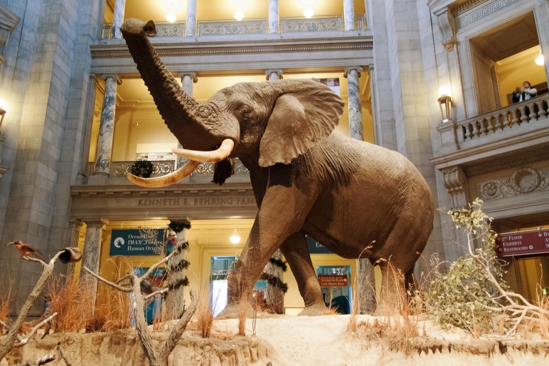 Visita guiada al Museo de Historia Natural y la Galería Nacional de ArteTour semiprivado de historia natural y galería nacional en inglés