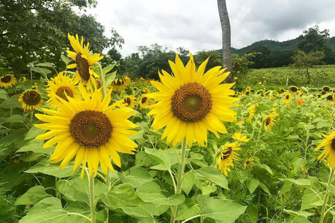 Khao Yai Vineyard Tasting Tour & Horse Farm Visit