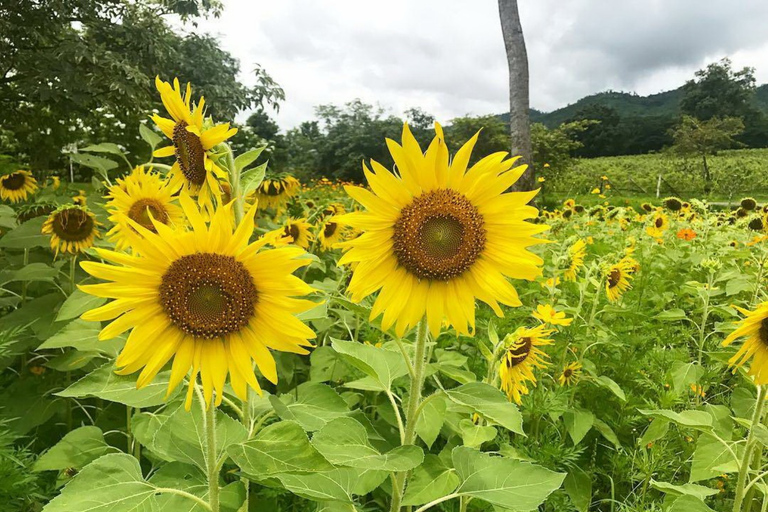 Khao Yai Vineyard Tasting Tour &amp; Horse Farm VisitPrivate Khao Yai Vineyard Tasting Tour &amp; Horse Farm Visit