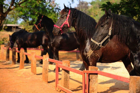 Khao Yai Vineyard Tasting Tour & Horse Farm Visit Private Khao Yai Vineyard Tasting Tour & Horse Farm Visit