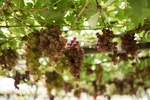 Khao Yai Vineyard Tasting Tour & Horse Farm Visit