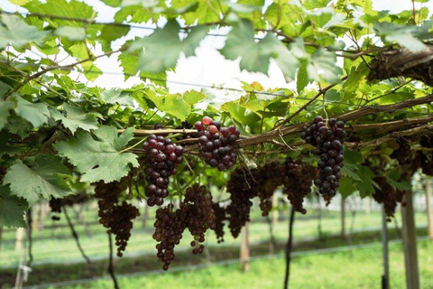 Khao Yai Vineyard Tasting Tour &amp; Horse Farm VisitPrivate Khao Yai Vineyard Tasting Tour &amp; Horse Farm Visit