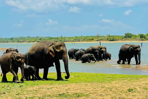 Bentota/Mirissa/Hiriketiya/Tangalle: Ella Scenic Day Tour Udawalawe Elephant Transit Home & Ella Day Tour
