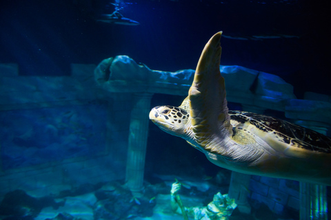 Dagkaart voor SEA LIFE Porto