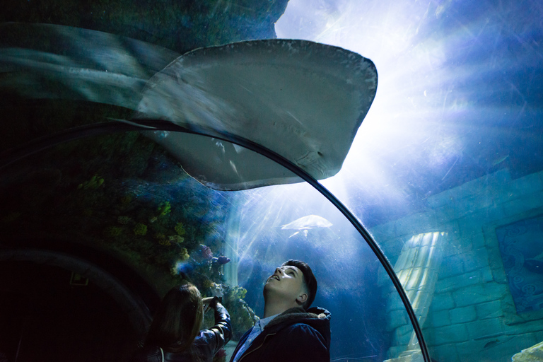 Całodniowy bilet wstępu do Sea Life Porto