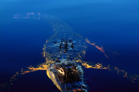 Sawgrass Park: Private 1-Hour Airboat Adventure Tour Private 1-Hour Airboat Adventure Tour - Night