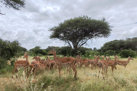 De Watamu: Safari de 2 dias no Parque Nacional Tsavo Este