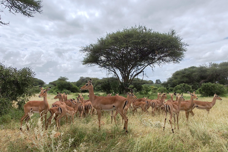 De Watamu: Safari de 2 dias no Parque Nacional Tsavo Este