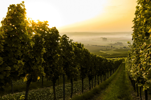 Da Firenze: Tour del vino di Bolgheri di un giorno interoDa Firenze: tour enologico di un&#039;intera giornata a Bolgheri