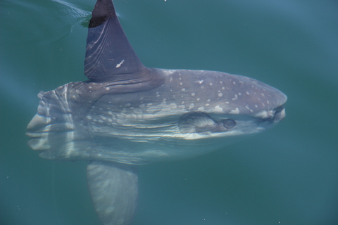 Cape Town: Marine Wildlife Tour from the V&A Waterfront Cape Town: Marine Wildlife Tour in the Bay without Transfer