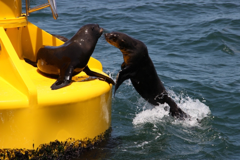 Kaapstad: zeedierenexcursie vanaf het V&A WaterfrontKaapstad: zeedierenexcursie in de baai zonder vervoer