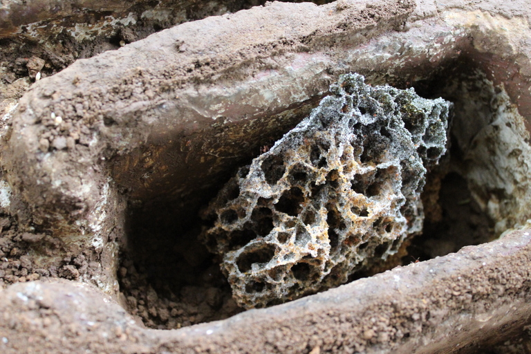 Esperienza con le formiche nella città di HormigasEsperienza con le formiche della città di Hormigas