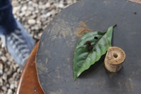 Hormigas Town Ant Experience - Housity