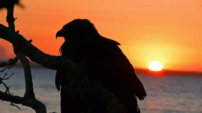 sonnenuntergang aborigine cultural cruise mit champagner und canapés