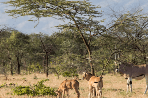 From Addis Ababa: 3-Day Awash Game Drive Safari Tour 3 Days Awash NP Game drive Safrai Tour