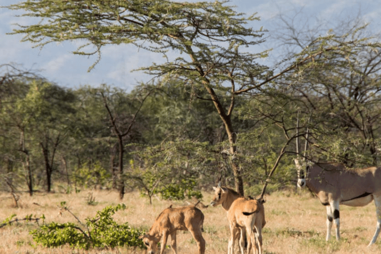 From Addis Ababa: 3-Day Awash Game Drive Safari Tour 3 Days Awash NP Game drive Safrai Tour