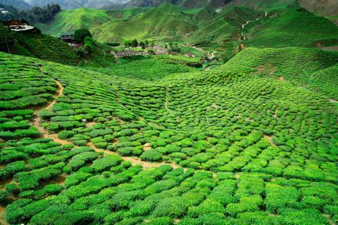 From Kuala Lumpur: Cameron Highlands Private Day Tour
