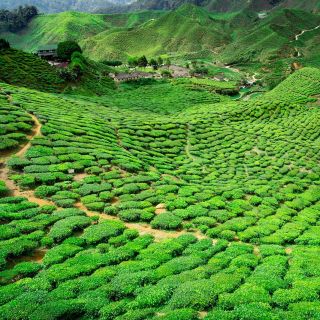 From Kuala Lumpur: Cameron Highlands Private Day Tour
