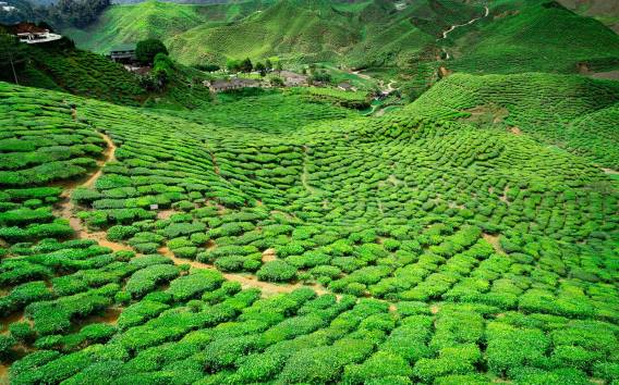 Ab Kuala Lumpur: Private Tagestour in die Cameron Highlands