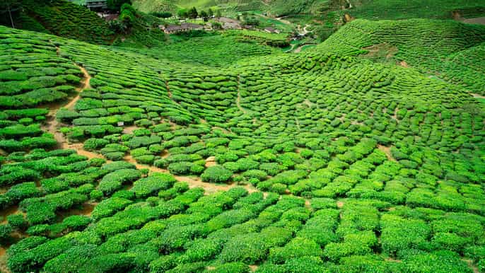 from kuala lumpur cameron highlands private day tour