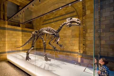 london natural history museum dinosaur discovery family tour