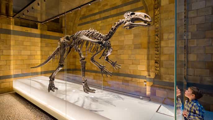 london natural history museum dinosaur discovery family tour